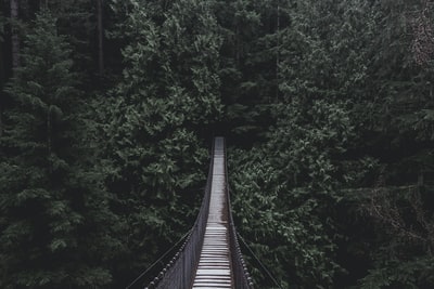 吊桥森林
